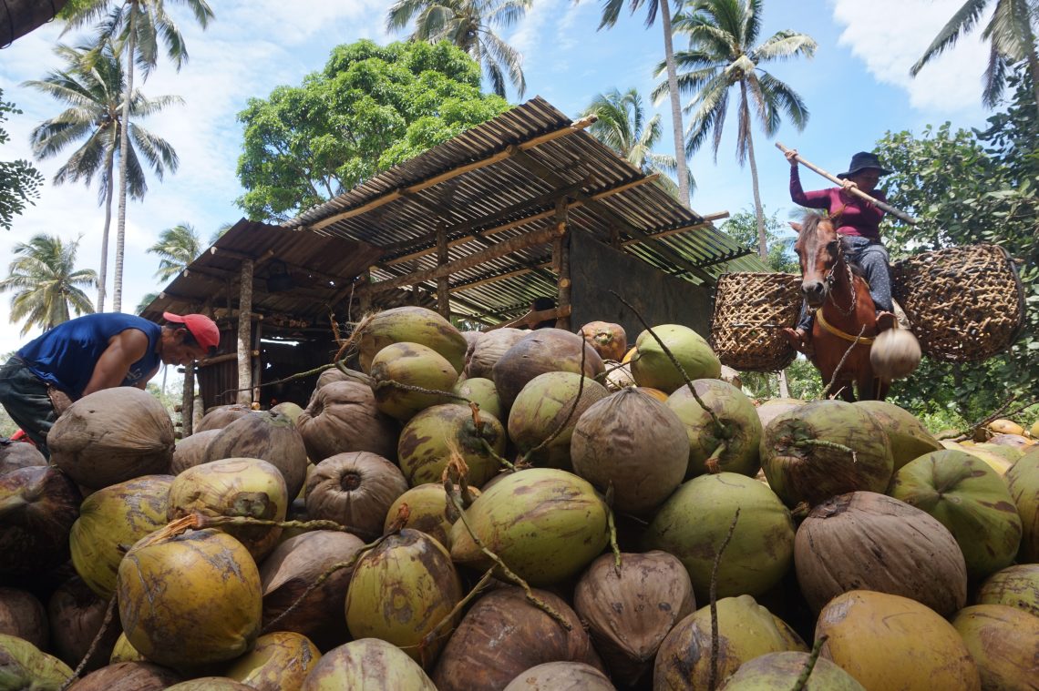 A large pile of coconuts is shown from the ground level and you can see two farmers sorting at the top of the pile.