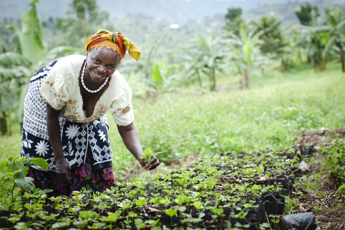 Uganda Coffee Grower