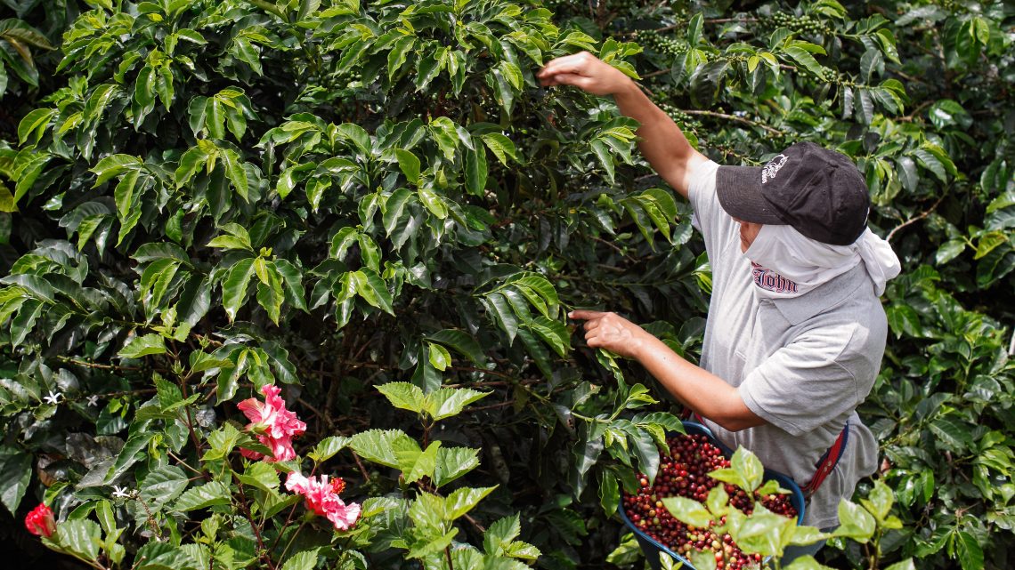 Columbian coffee farmer