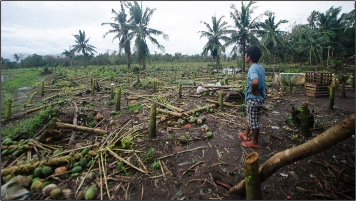 A Filipino farmer gazes out onto his coconut field, which has been ravaged by a typhoon.