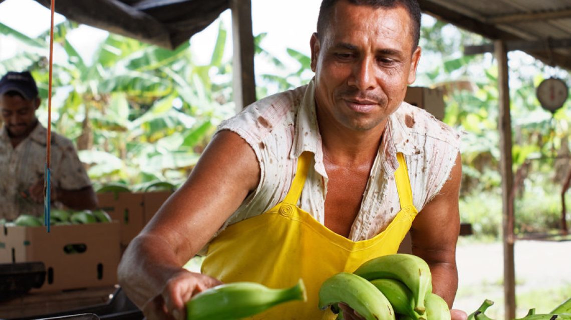 Plantain farmer packing crates