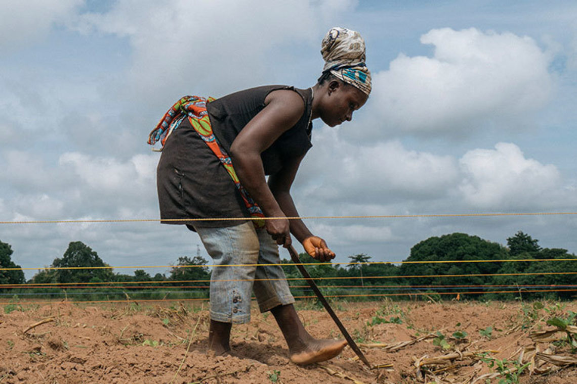 African women farmers at work