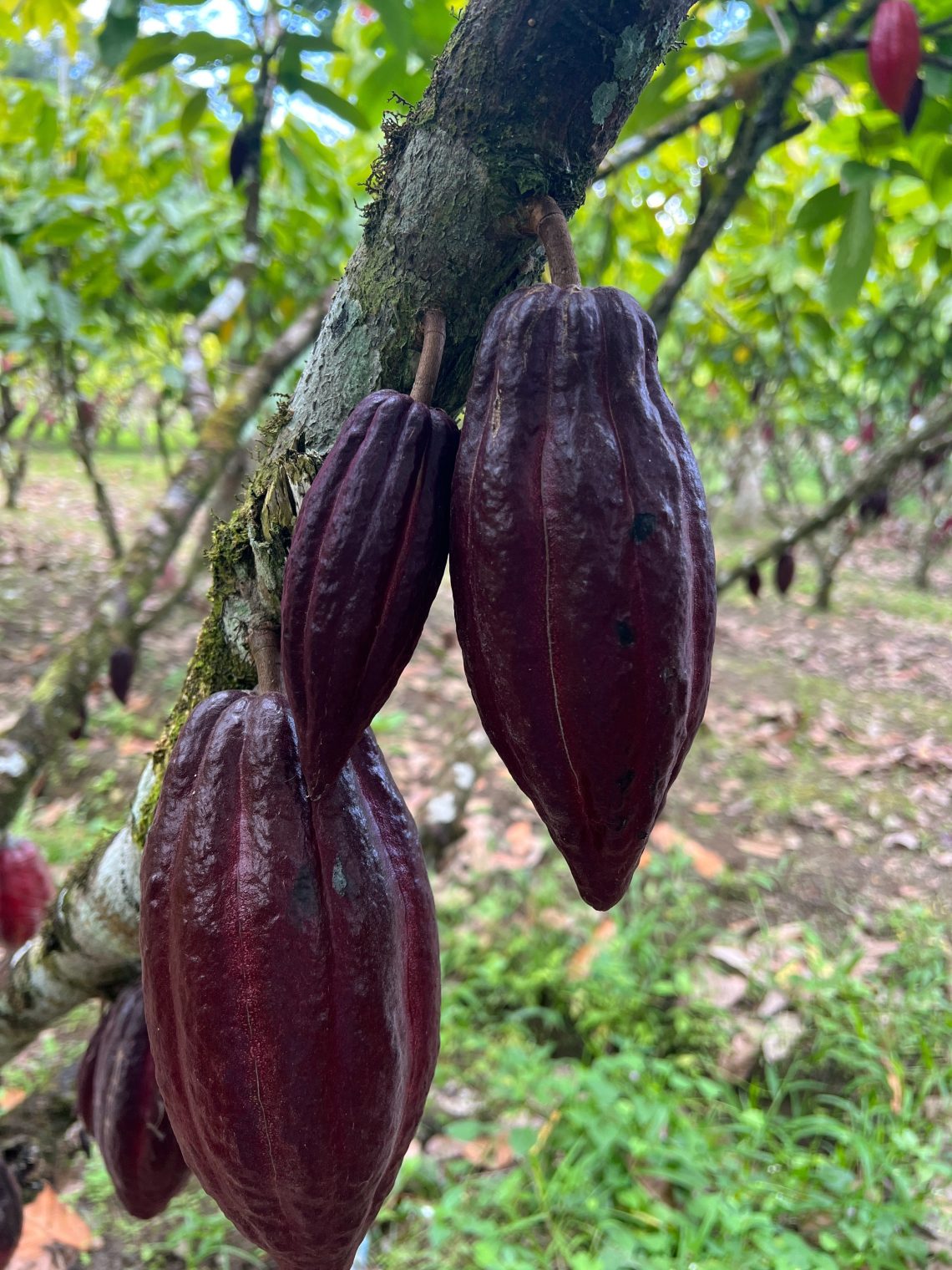 Coccoa hanging from plant