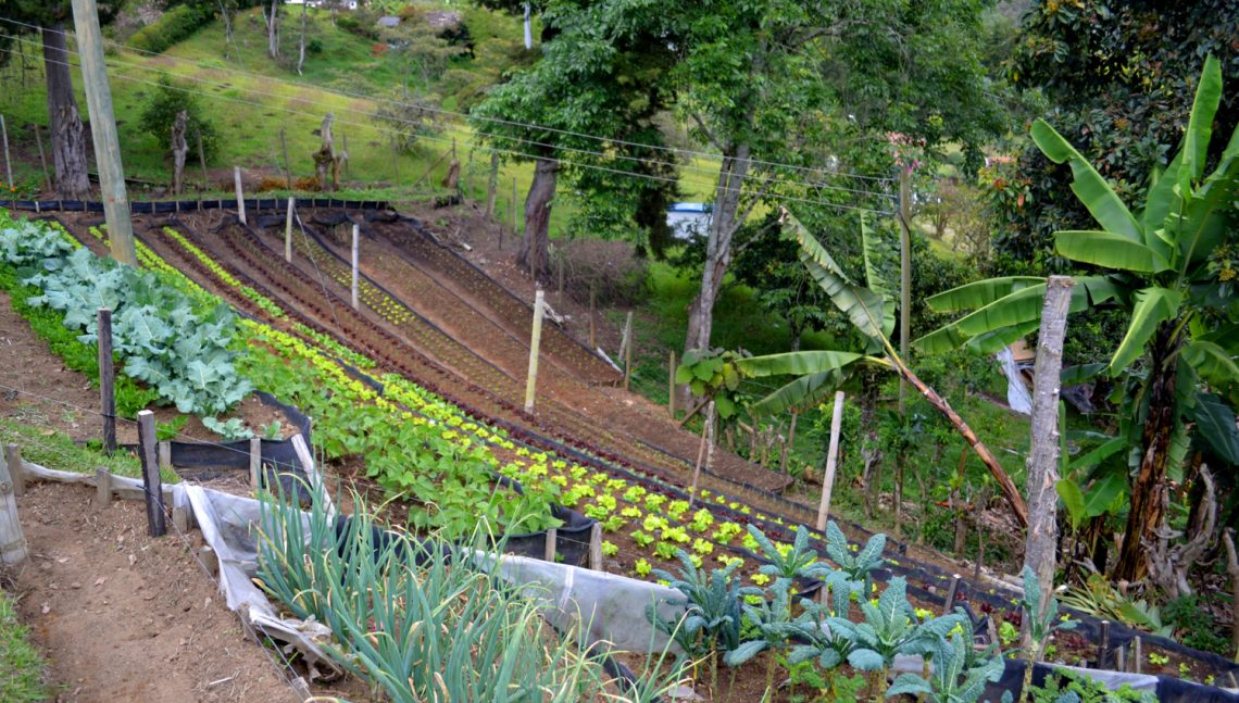 Farm in Columbia