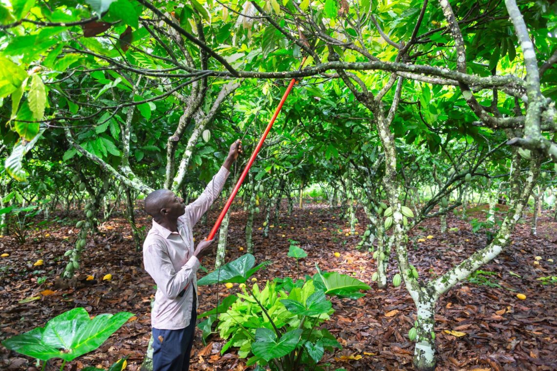Nana Yaw, a smallholder farmer in Ghana, prunes trees on his farm.