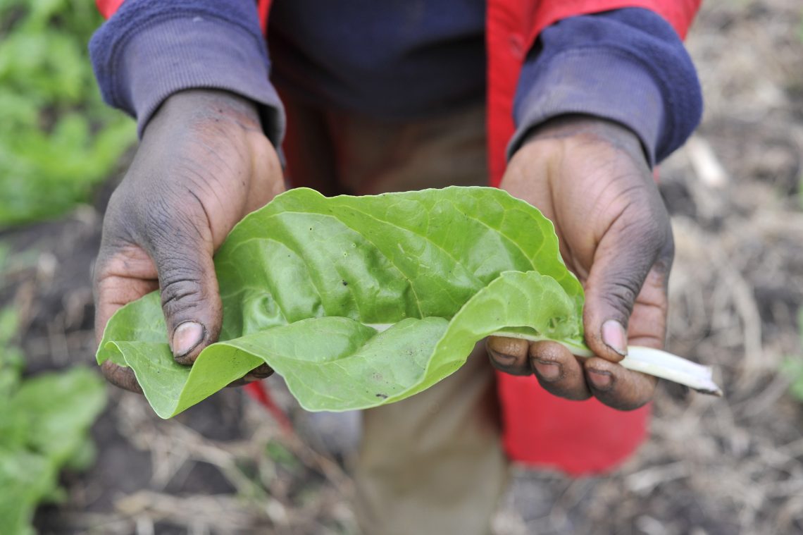 James Nayami’s Holding Spinach Leaf