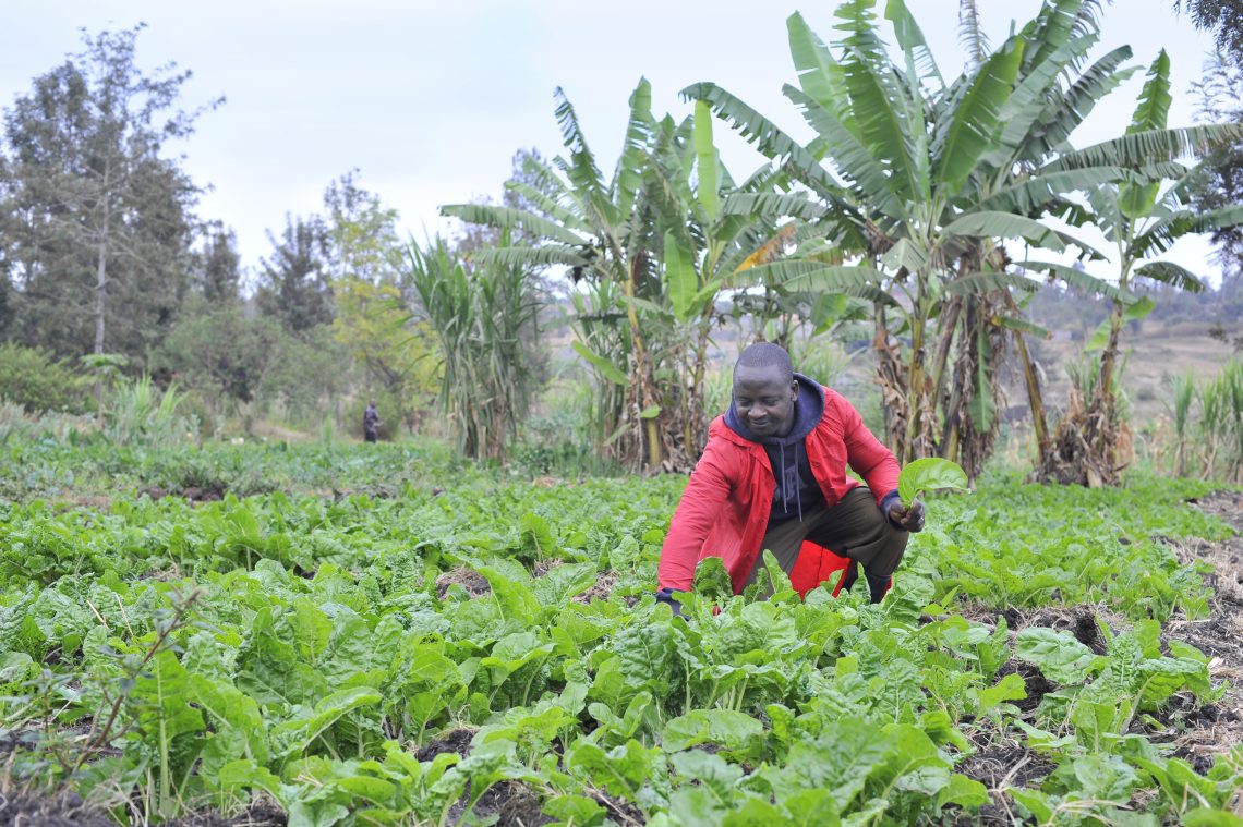 James Nayami’s Tending To Spinach Plants