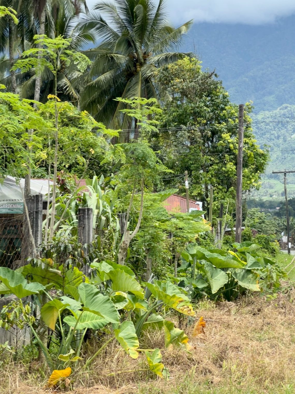 Landscape picture of banana leaves and palm trees