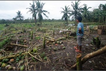 A Filipino farmer gazes out onto his coconut field, which has been ravaged by a typhoon.