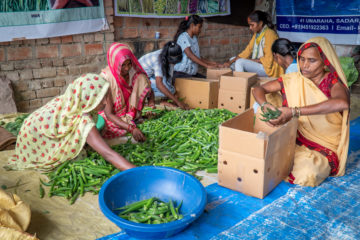 A group of women are seated on the floor, surrounded by bright green vegetables that they are sorting