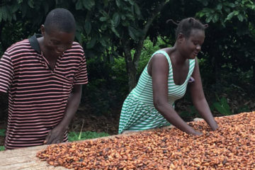 Cocoa farmers working with beans