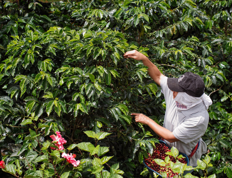 Coffee farmers in Columbia