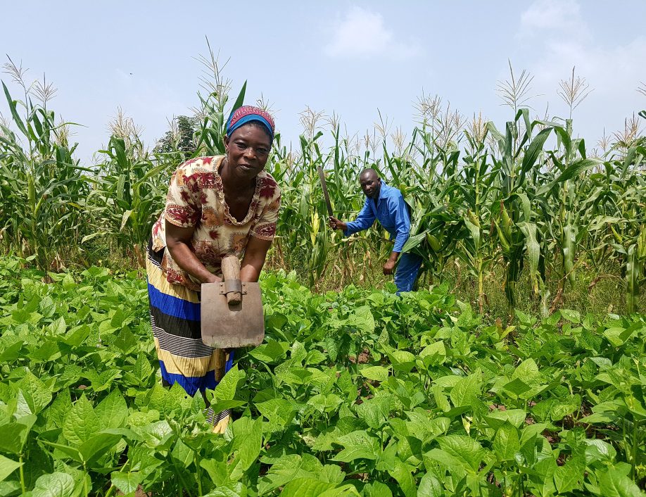 People working in Ghana field