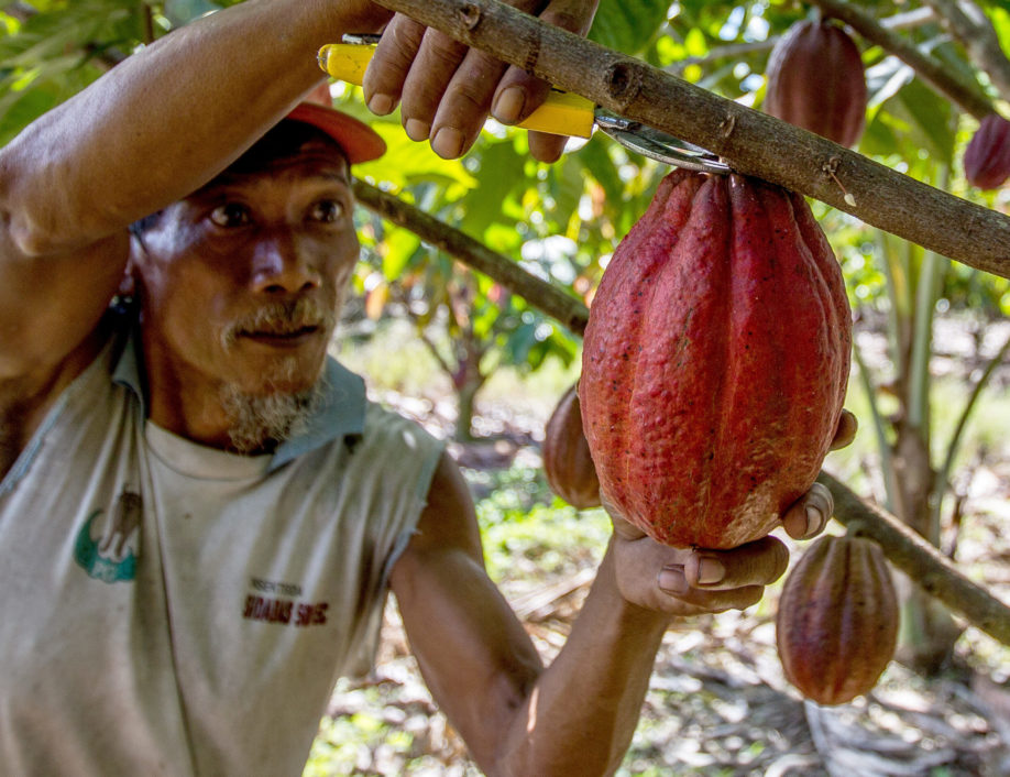 Farmer harvesting coconuts
