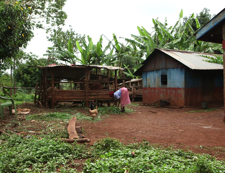 Kenyan farm working at her chicken coop