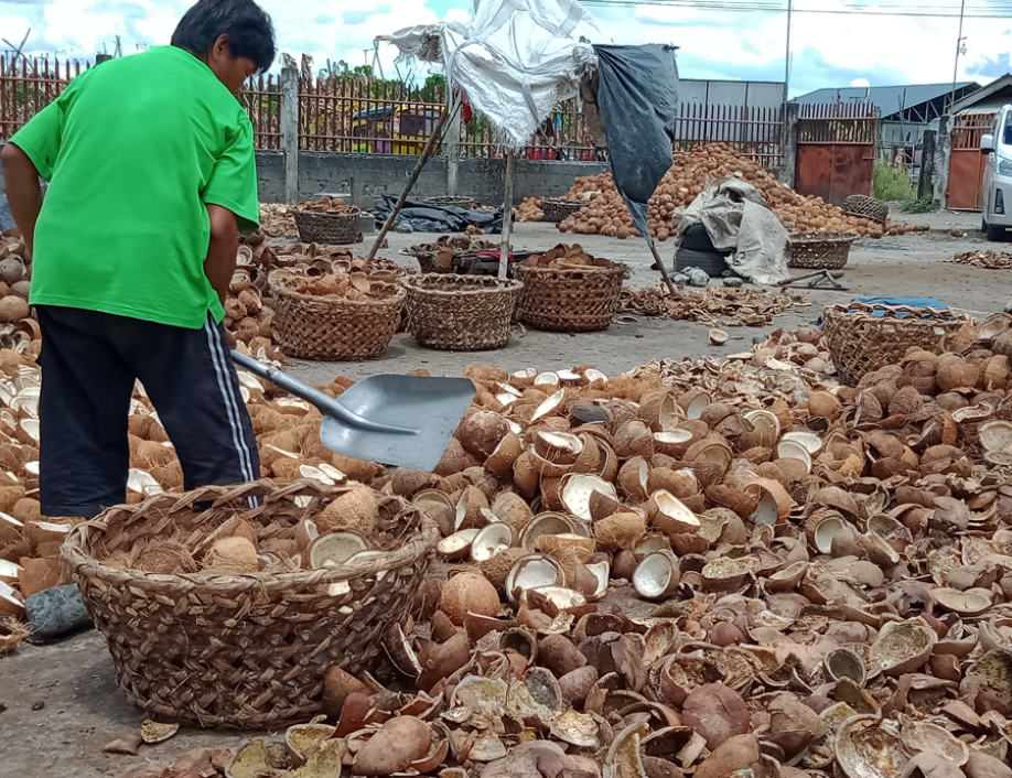 A man stands at the edge of a large pile of cooconuts. He is using a shovel to move them from one location to another.